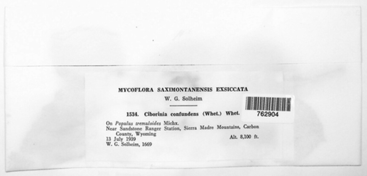 Ciborinia confundens image